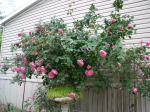 I've had this old fashioned rose bush for nearly 20 years.  I even drug it to St. Landry when I moved here 14 years ago!