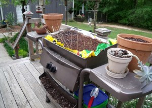 This is an old bbq pit I turned into an herb garden.  I have green onions and parsley planted in it.