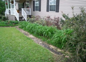 Day lilies need thinning.  Need some?
