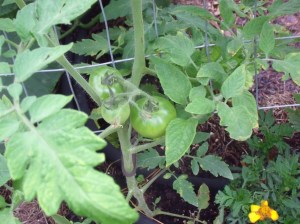 I think these are Amelia tomatoes.