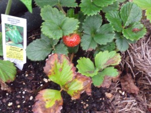 really?  One strawberry? Actually, I saved this plant from the nursery and it is coming back.